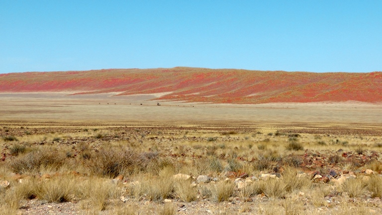 Dünen hinter spärlicher Grassteppe